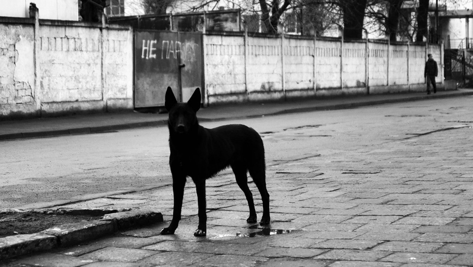 Тюменцы жалуются на бродячих собак в Зареке